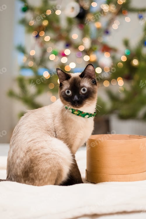 Preview: Happy New Year, Christmas holidays and celebration. Siamese cat breed portrait.