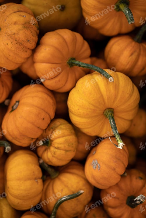 Preview: Pumpkins