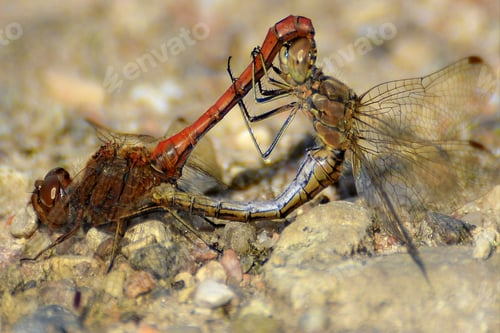 Preview: Dragonfly mating involves acrobatic moves, biting and scratching, and flinging sperm.