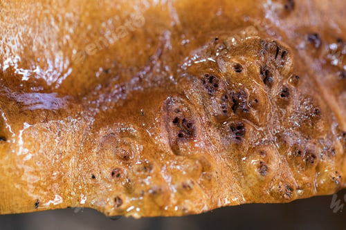 Preview: Macro closeup wood after coating with epoxy resin