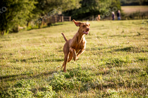 Preview: Portrait of Vizla dog running across a meadow.