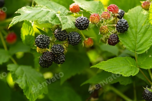 Preview: Blackberries ripening on bush. Colorful berries on green leaves.