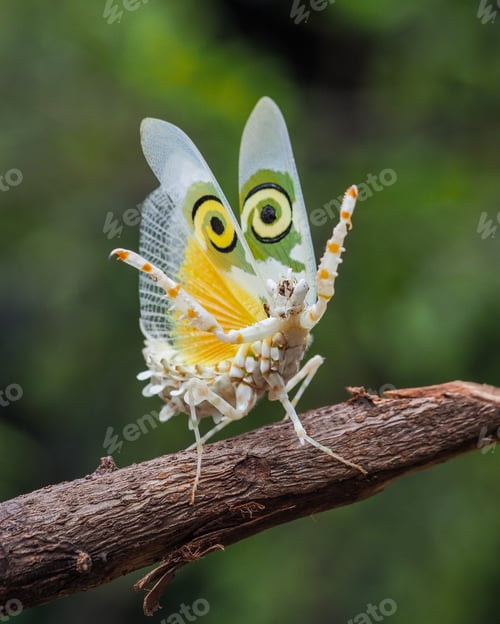 Preview: spiny flower mantis