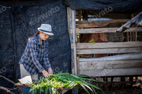 Preview: An Asian female farmer in Thailand prepares grass to be fed to cows in the barn.