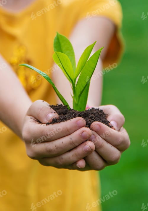 Preview: The child holds the plant and soil in his hands. Selective focus.