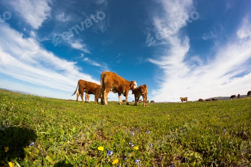 Preview: cows