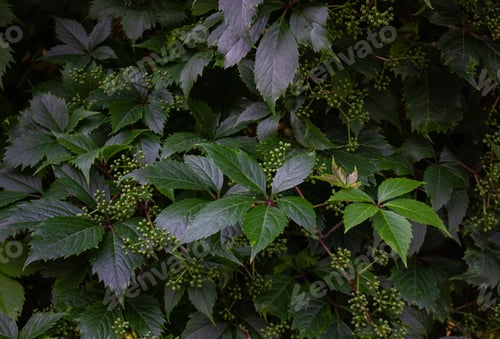 Preview: Green Virginia Creeper Parthenocissus quinquefolia var. Murorum in the garden background.