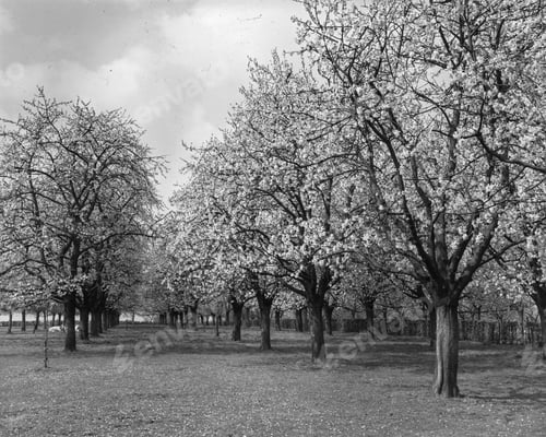 Preview: Blooming trees in sunny alley