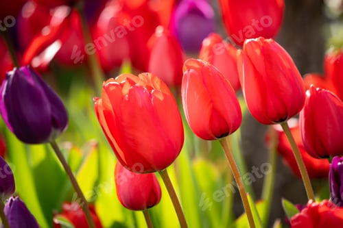 Preview: Closeup of red tulips in a garden under the sunlight with a blurry background