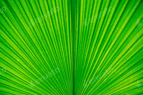 Preview: Abstract background from green palm leaf texture. Nature wallpaper and backdrop.