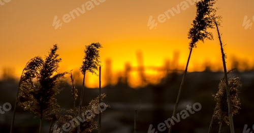 Preview: Orange Sunset