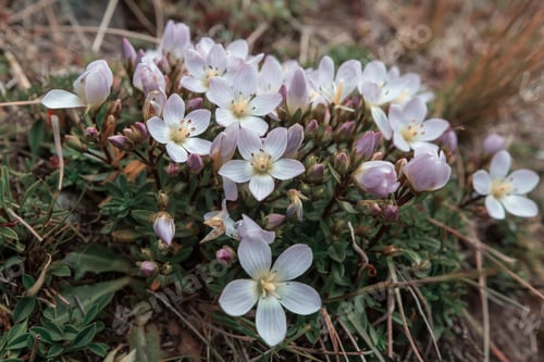 Preview: Wildflowers