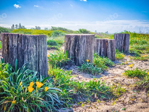 Preview: Closeup shot of tree stumps surrounded by blooming dandelions near a seacoast