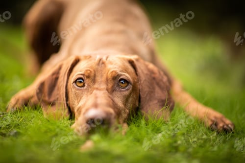 Preview: Closeup shot of cute Vizsla lying on the grass