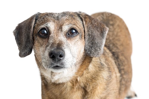 Preview: Closeup Small Chihuahua Crossbreed Dog