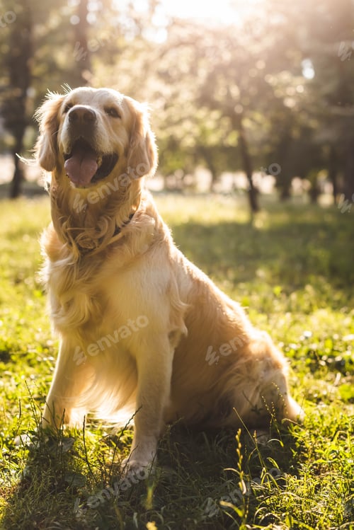 Preview: selective focus of cute golden retriever sitting on meadow in sunlight