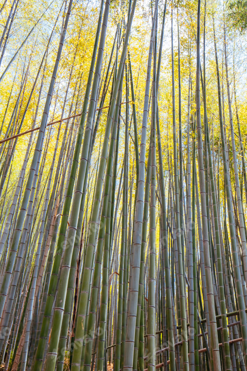 Preview: Secret Bamboo Forest of Fushimi Inari Shrine