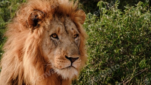 Preview: African Lions during safari game drive in Kruger National park South Africa