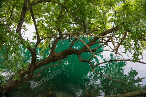 Preview: Branches above emerald lake