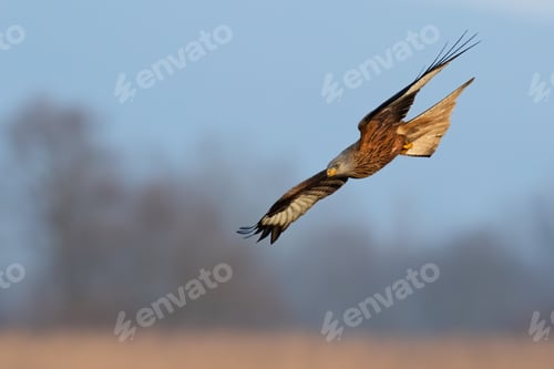 Preview: Majestic red kite landing on field in autumn nature