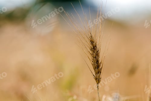 Preview: Close-up of warm colored golden yellow ripe focused wheat head