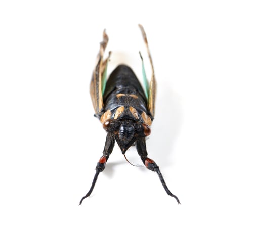 Preview: Its a bugs life
