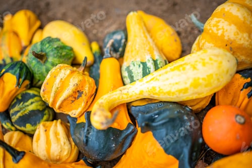 Preview: Small colorful pumpkins. Harvest season. Thanksgiving background. Halloween decorations.