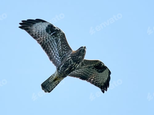 Preview: Common buzzard (Buteo buteo)