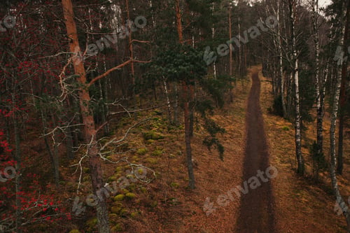 Preview: Autumn Landscape with Forest Path