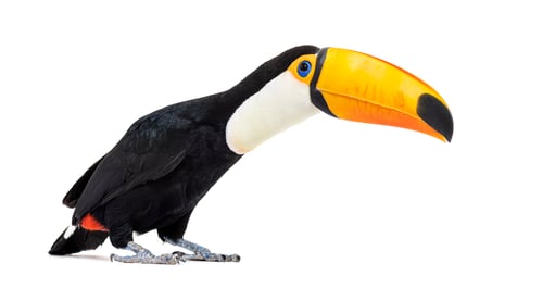 Preview: Toucan toco, Ramphastos toco, isolated on white