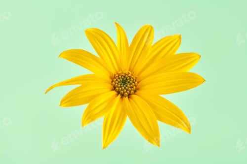 Preview: Topinambur yellow flower Jerusalem artichoke one flowerhead with yellow petals on green background