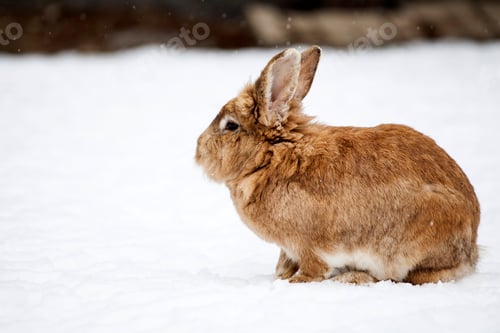 Preview: Rabbit in wintertime