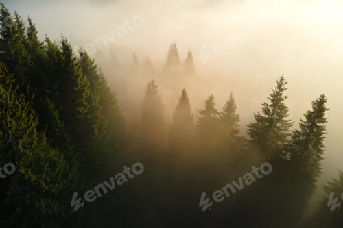 Preview: Aerial view of amazing scenery with light beams shining through foggy dark forest with pine trees at