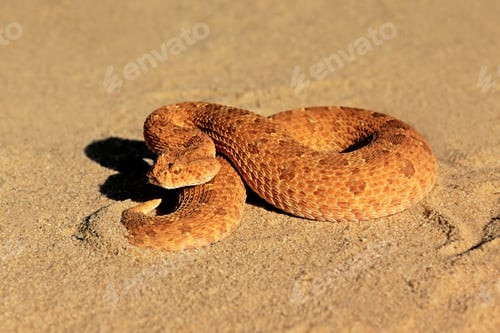 Preview: Horned adder in defensive position