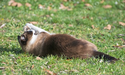 Preview: siamese cat with mouse