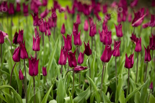 Preview: Field of maroon tulips with unusual pointed petals