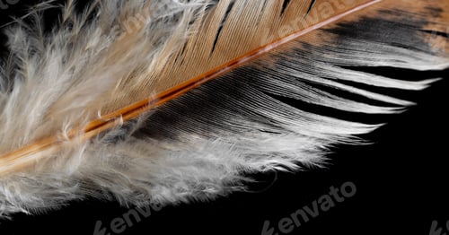 Preview: brown and white hen feather on black isolated background