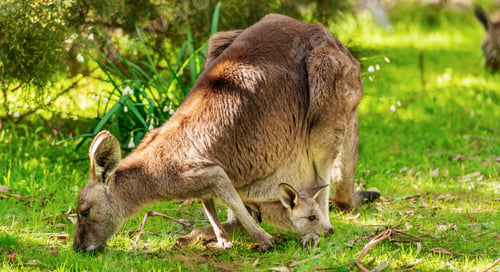 Preview: Kangaroo And Joey