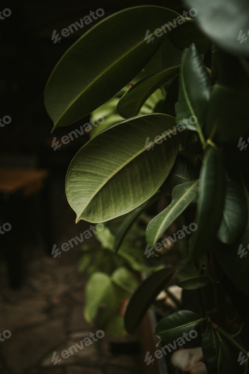 Preview: Vertical shot of Ficus with big leaves on a dark backgro