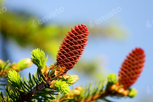 Preview: Young fir cones on tree branches, spring time. Selective focus