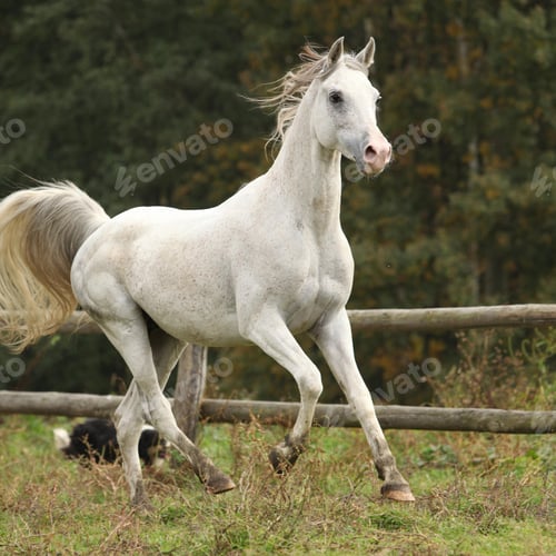 Preview: arabian, horse, mare, stallion, riding