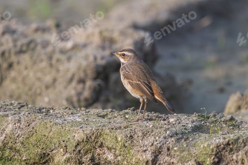 Preview: Small brown bird on rocky surface