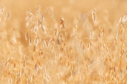 Preview: Ripe oat crops in field ready for harvest