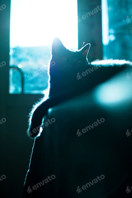 Vista previa: lazy house cat laying on the table, enjoying the warm sunlight