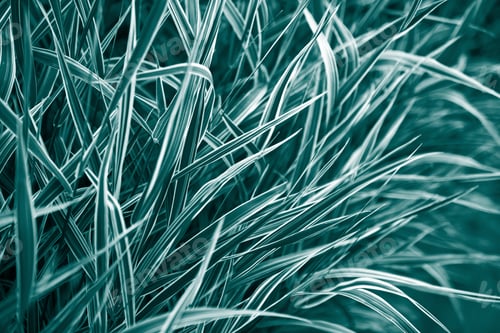 Preview: Natural plants dark teal monochrome background