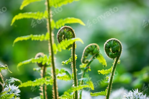 Preview: fresh young fern leaves