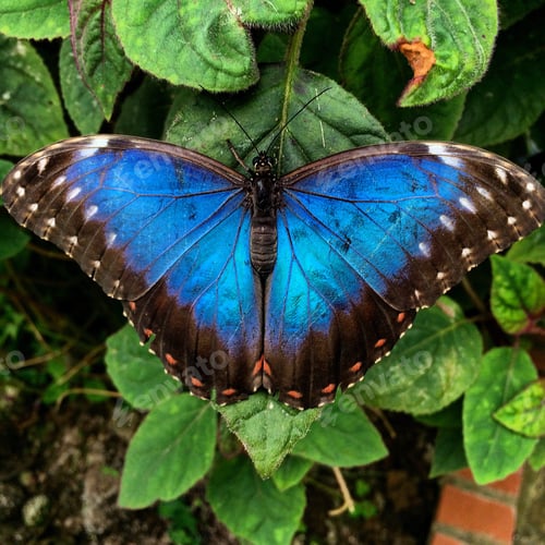 Preview: Butterfly