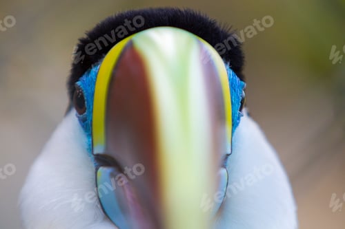 Preview: Colorful toucan bird in Manaus, Amazonas. Brazil