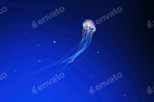 Preview: macro photography underwater northern sea nettle or brown jellyfish jellyfish