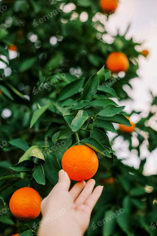 Preview: A woman’s hand reaches for an orange on a tree